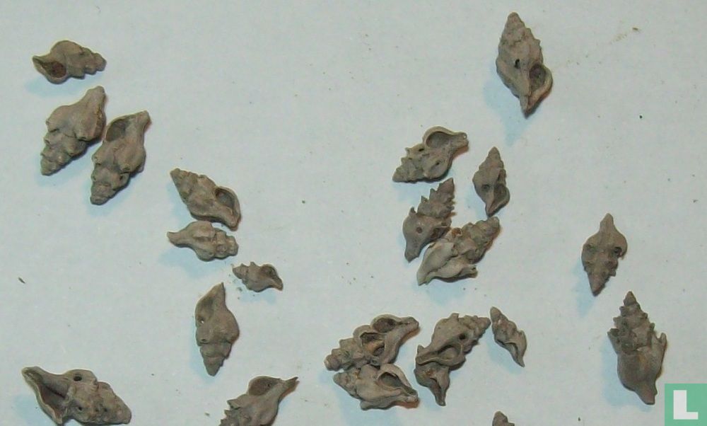 Lyrotyphis sejunctus