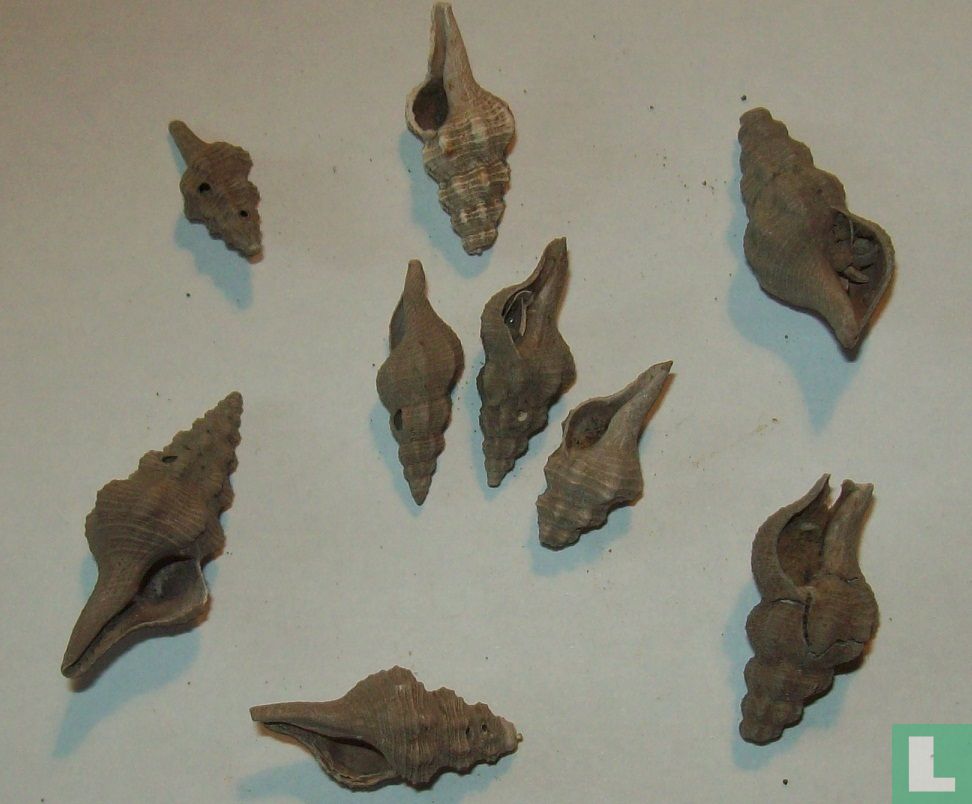 Latirus rothi