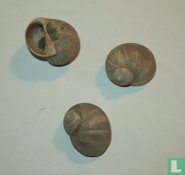 Euspira hellicina protracta