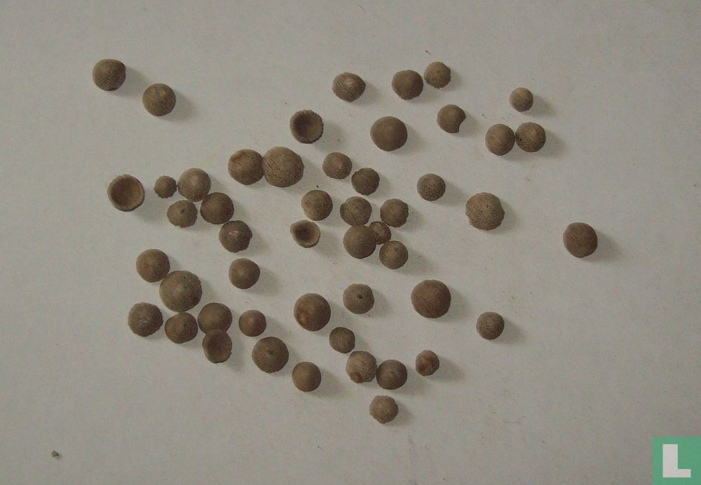 Cupuladria canariensis