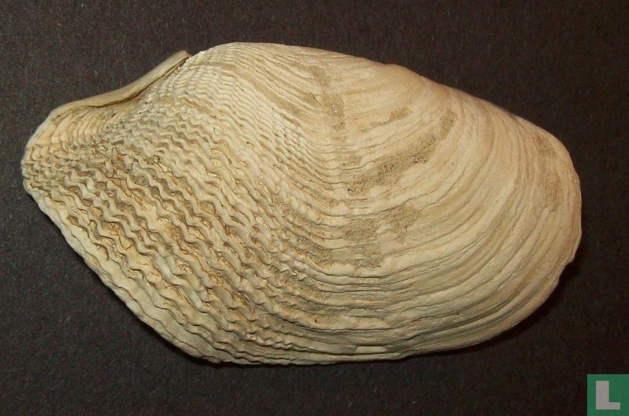Zirfaea crispata