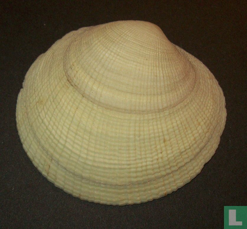 Codakia tigerina