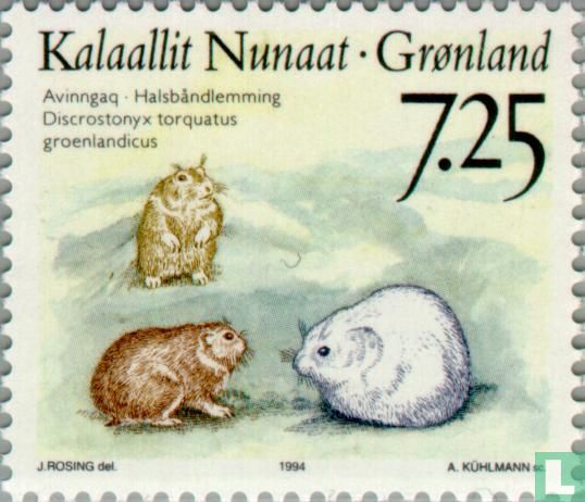 Northern collared lemming