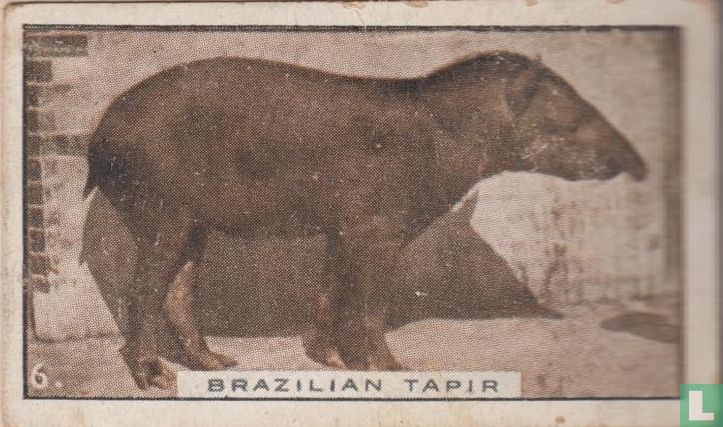 Brazilian Tapir