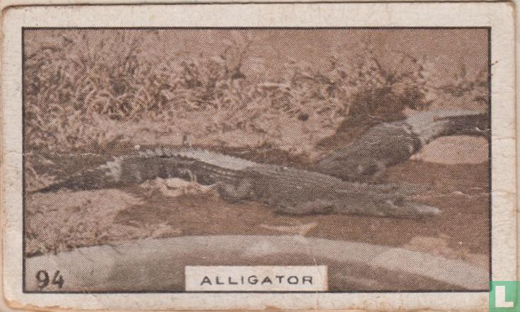 Alligator