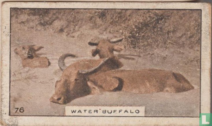 Water Buffalo