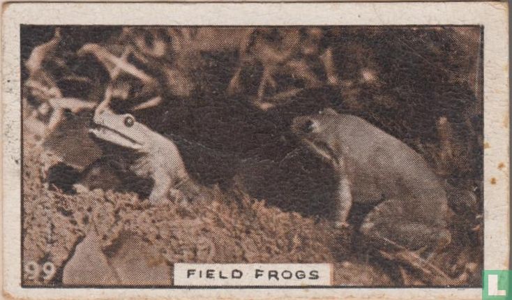Field Froggs