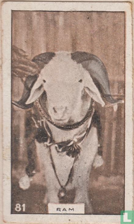 Ram