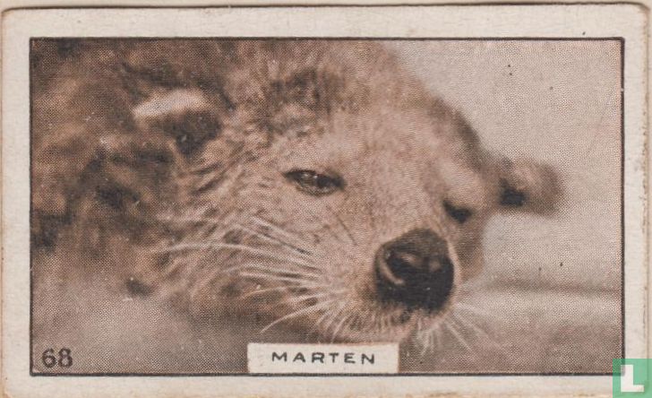 Marten