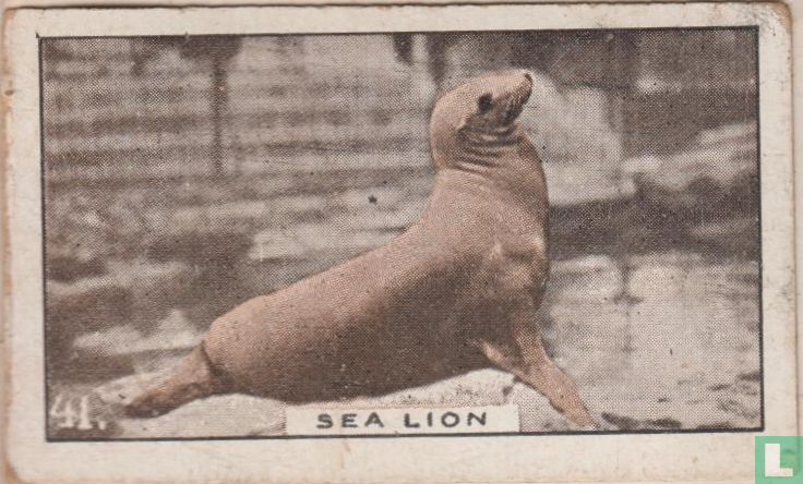 Sea Lion