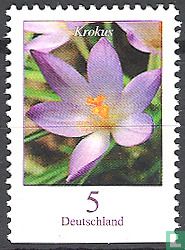 Krokus