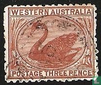 Swan