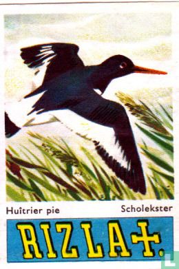 Scholekster
