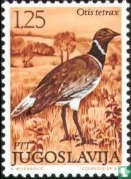 Oiseaux