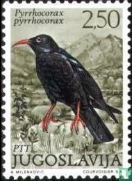 Oiseaux