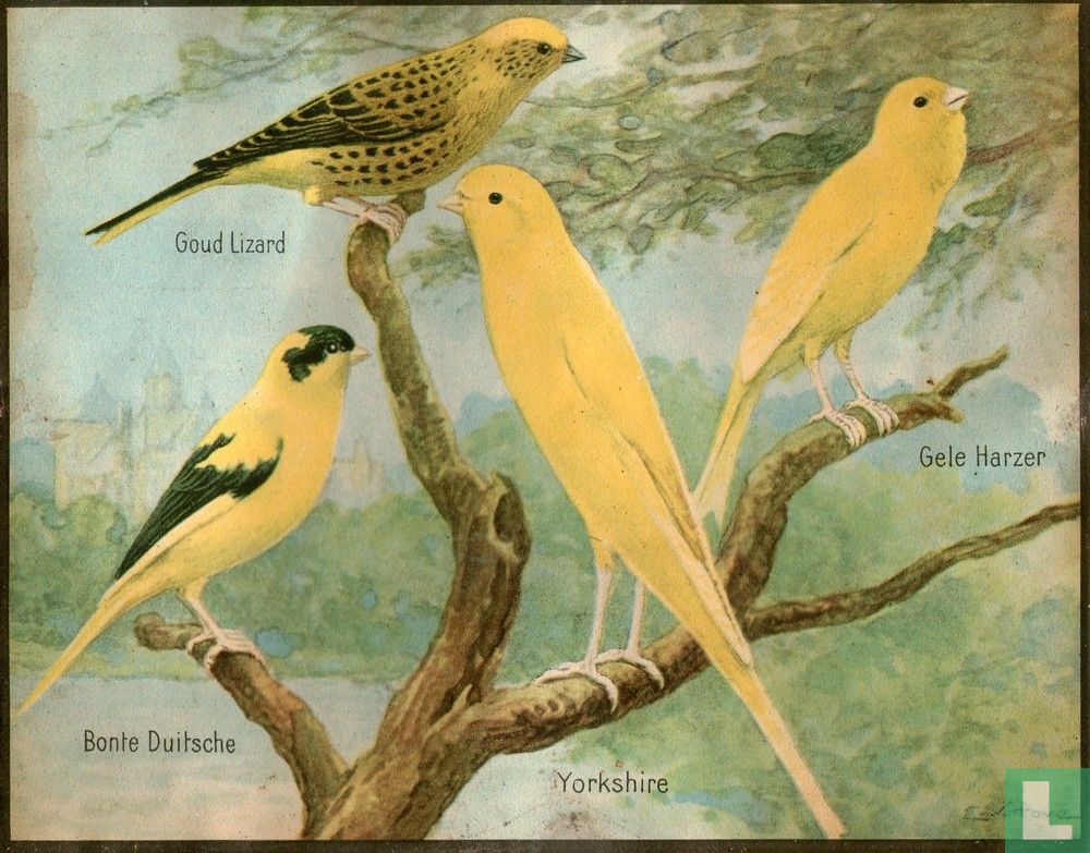 Vogels