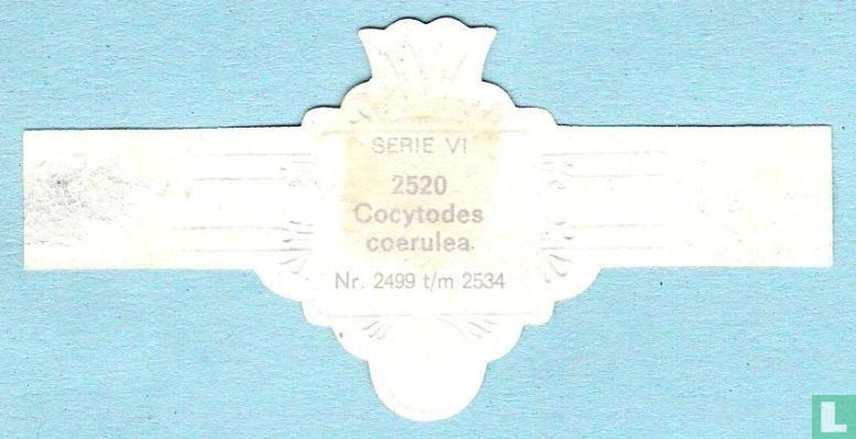 Cocytodes coerulea