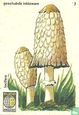 Geschubde Inktzwam