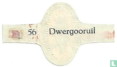 Dwergooruil
