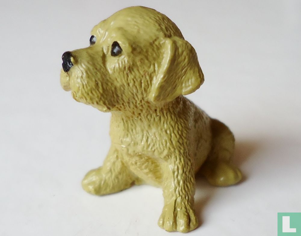 Chiot