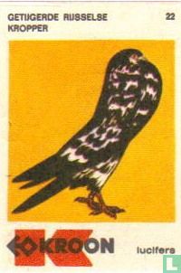 Getijgerde Rijsselse Kropper