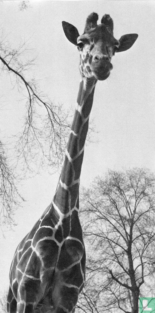 Girafe