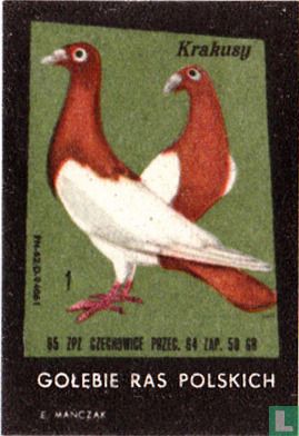 Krakusy