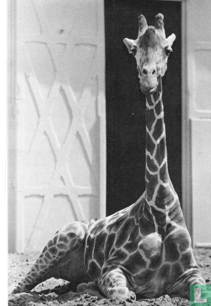 Girafe