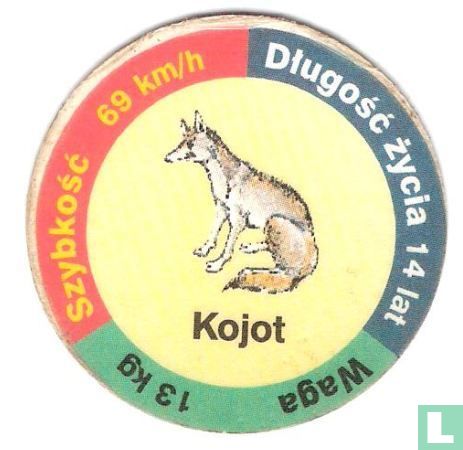 Kojot