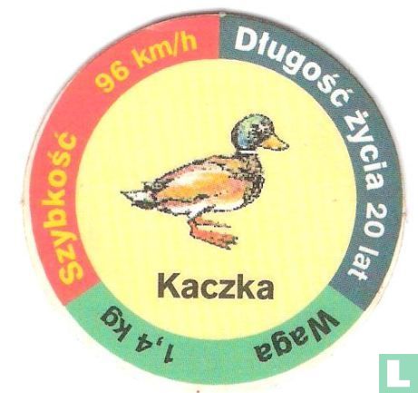 Kaczka