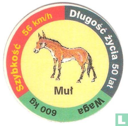 Muł
