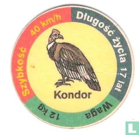 Kondor