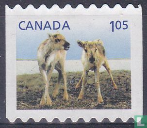 Young animals
