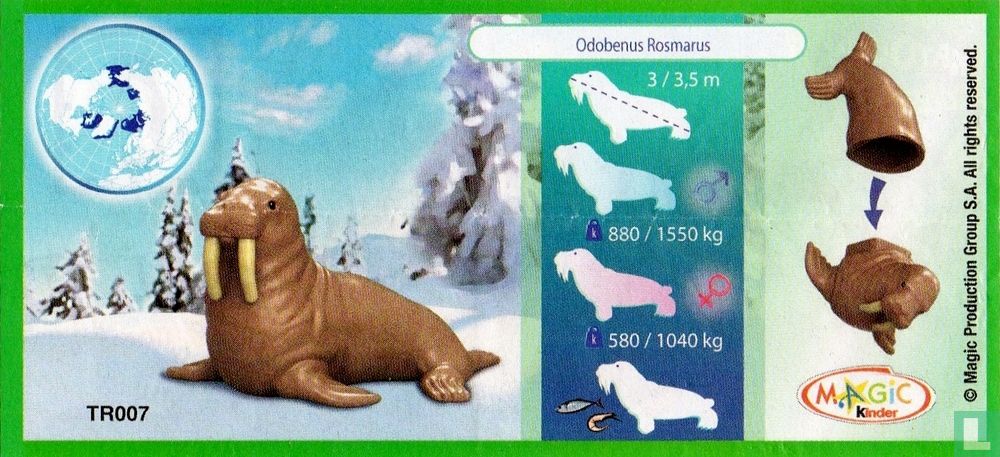 Walrus