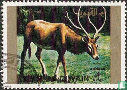 Animaux rares