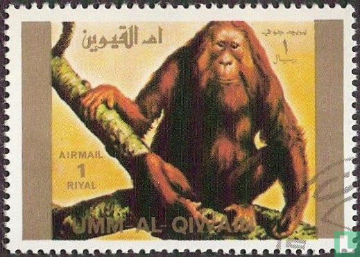 Animaux rares 