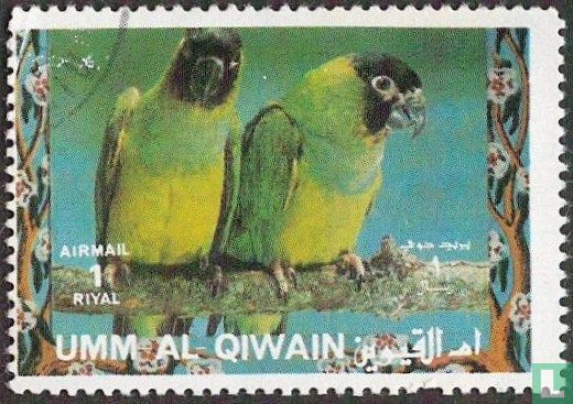 Birds