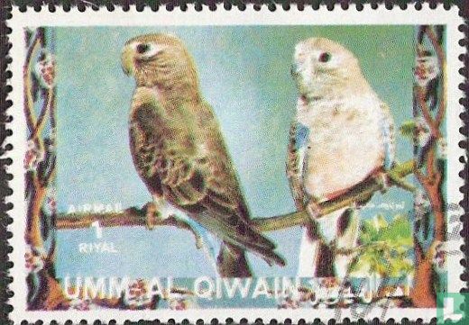 Birds 