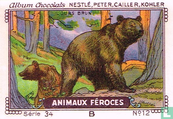 L'ours brun