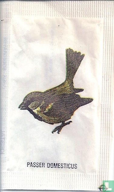 Passer Domesticus