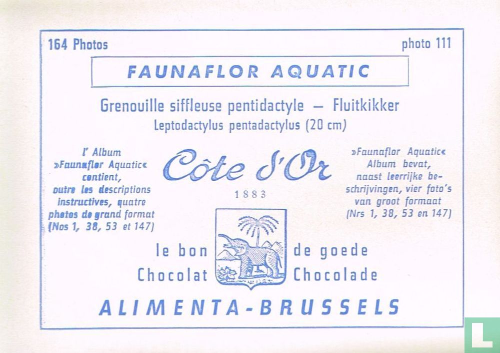 Fluitkikker