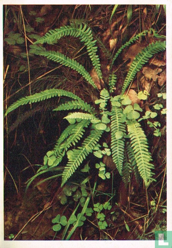 Dubbelloof