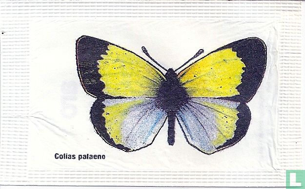 Colias palaeno