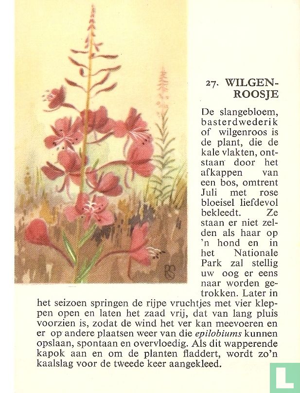 Wilgenroosje