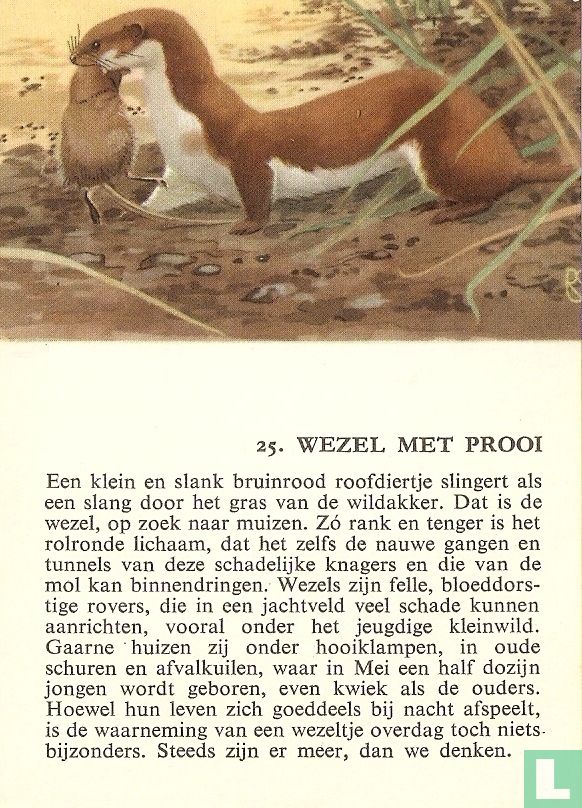 Wezel met prooi