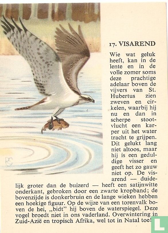Visarend