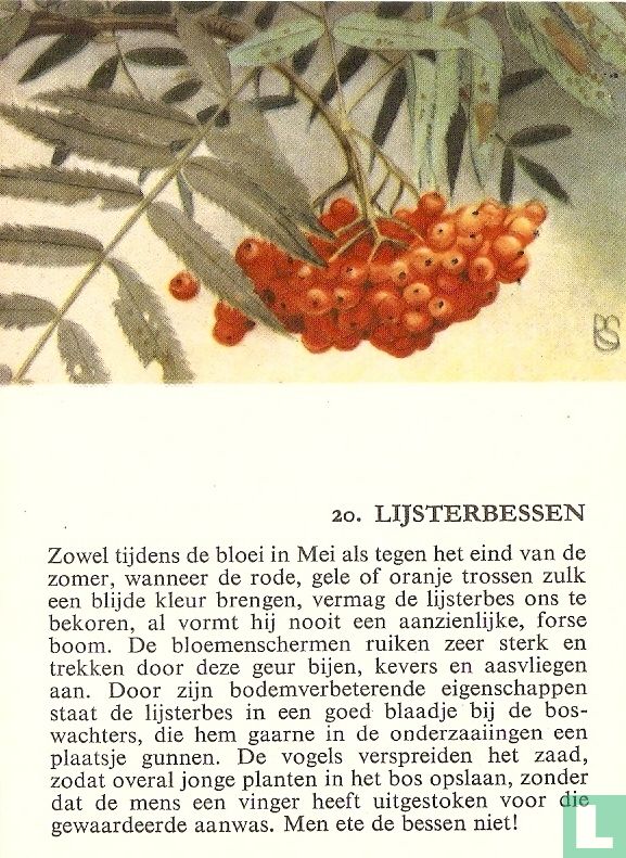 Lijsterbessen