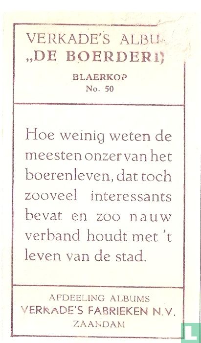Blaerkop