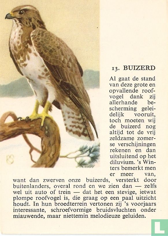Buizerd