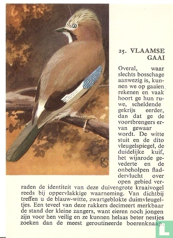 Vlaamse Gaai
